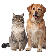 Gato y perro