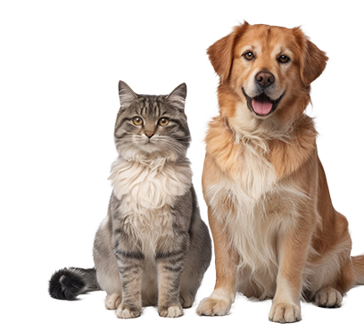 imagen par de mascotas mobile